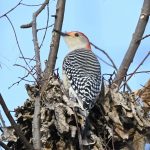 Red-bellied Woodpecker