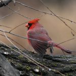 Northern Cardinal