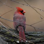 Northern Cardinal