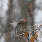 House Finch