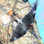 Red-bellied Woodpecker