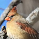 Northern Cardinal