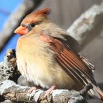 Northern Cardinal