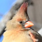 Northern Cardinal