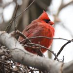 Northern Cardinal