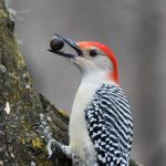 Red-bellied Woodpecker