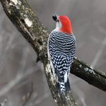 Red-bellied Woodpecker
