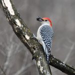 Red-bellied Woodpecker