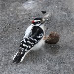 Downy Woodpecker