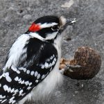 Downy Woodpecker