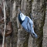 White-breasted Nuthatch