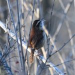 Carolina Wren