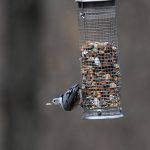 White-breasted Nuthatch