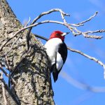 Red-headed Woodpecker