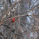 Northern Cardinal