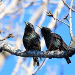 European Starling