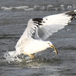 Ring-billed Gull