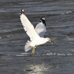 Ring-billed Gull