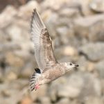 Iceland Gull