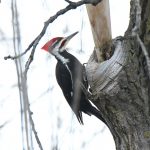 Pileated Woodpecker