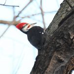 Pileated Woodpecker