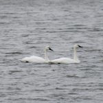 Trumpeter Swan