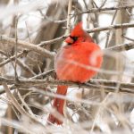 Northern Cardinal