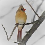 Northern Cardinal