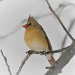 Northern Cardinal