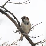 House Sparrow