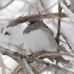 Dark-eyed Junco