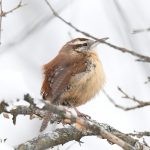 Carolina Wren