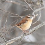 Carolina Wren