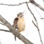 Carolina Wren