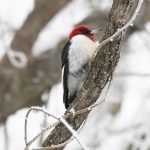 Red-headed Woodpecker