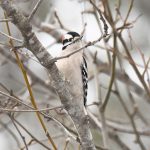 Downy Woodpecker