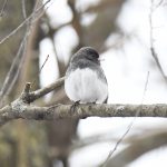 Dark-eyed Junco