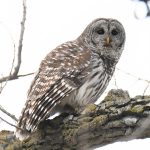 Barred Owl