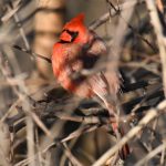 Northern Cardinal