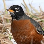 American Robin