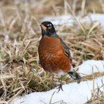 American Robin