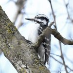 Hairy Woodpecker