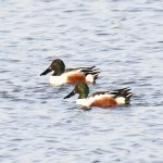 Northern Shoveler