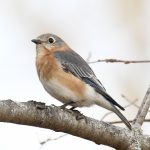 Eastern Bluebird