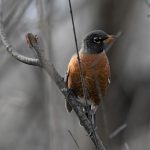 American Robin