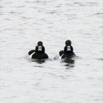 Ring-necked Duck