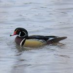 Wood Duck