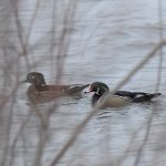 Wood Duck