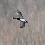 Mallard