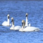 Trumpeter Swan